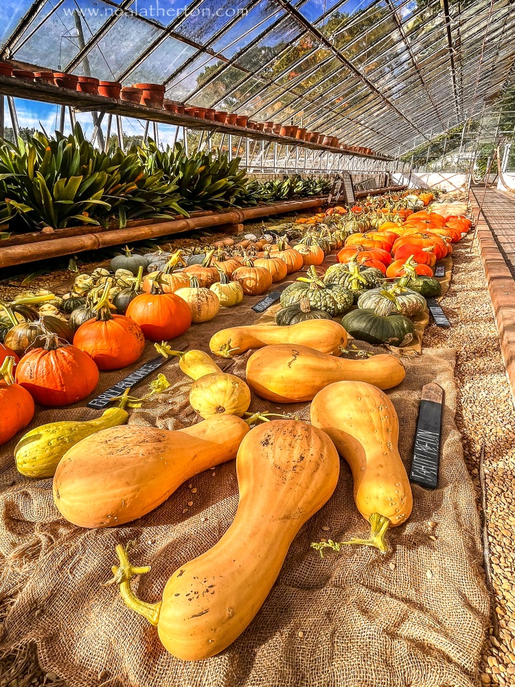 Different varieties of pumpkin and squash in glass greenhouse with plants and pots
