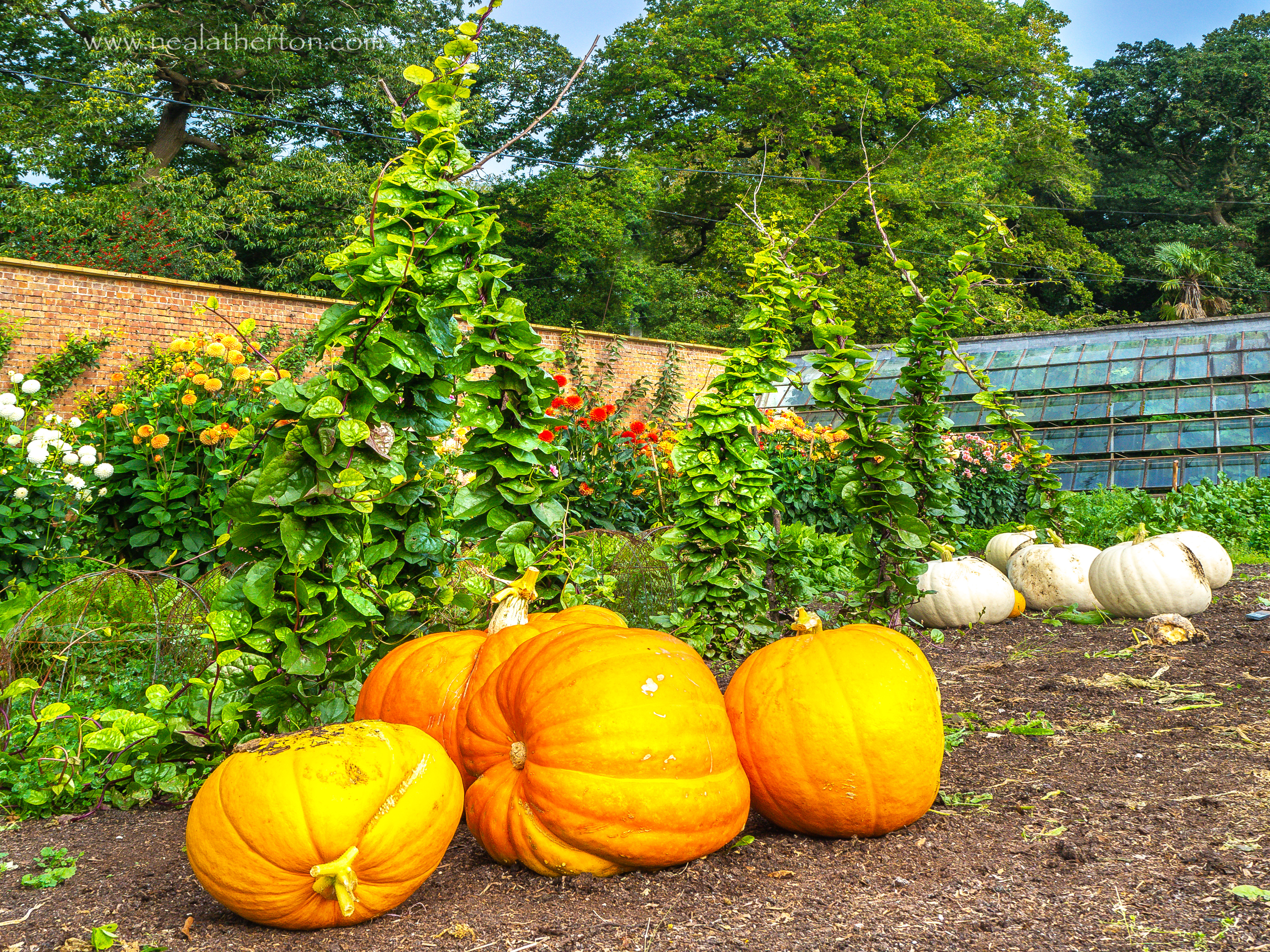 pumpkins grown large on soil with flowers behild and a greenhouse by a brick wall