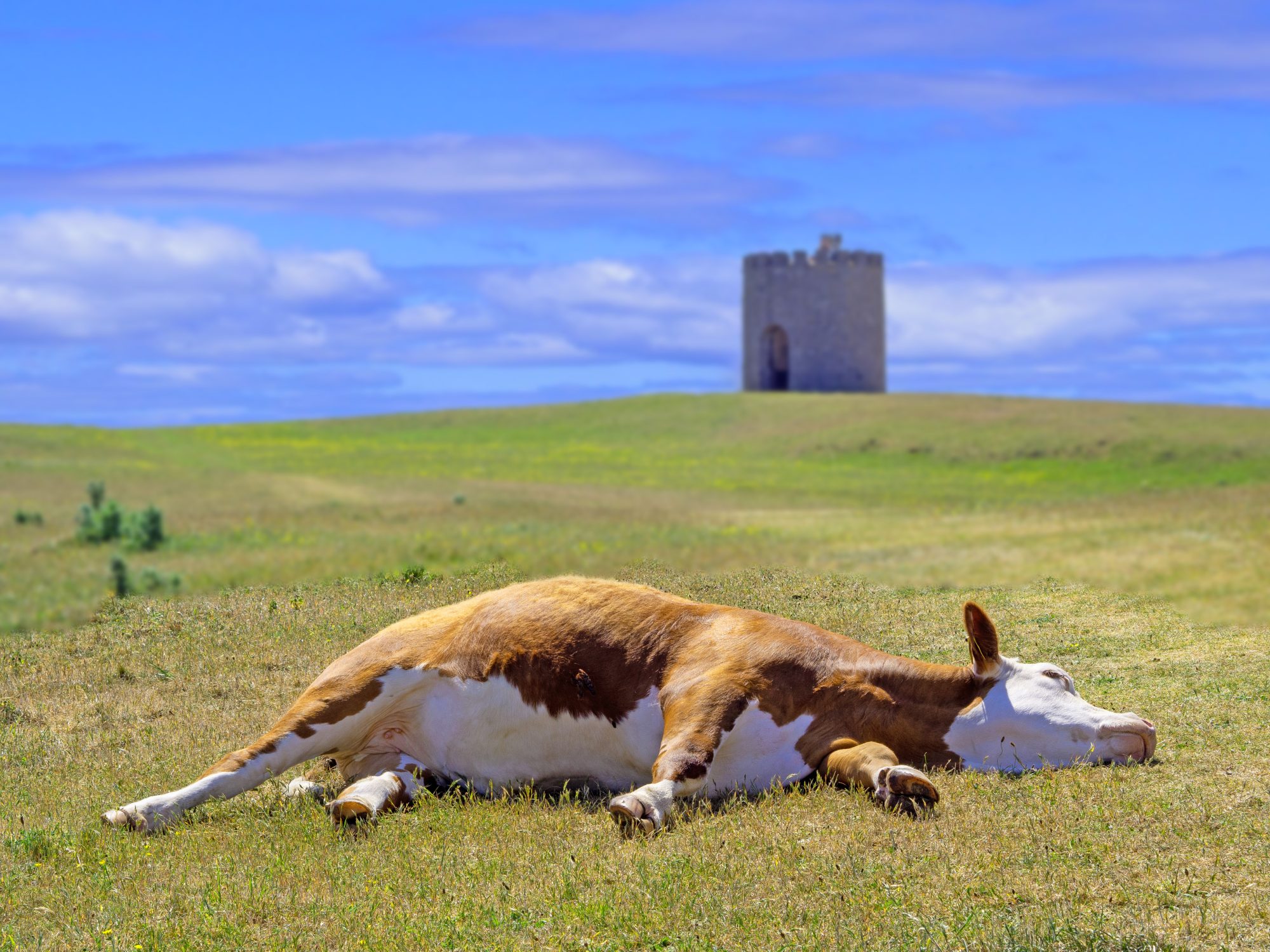 cow resting on grass with tower behind and blue sky