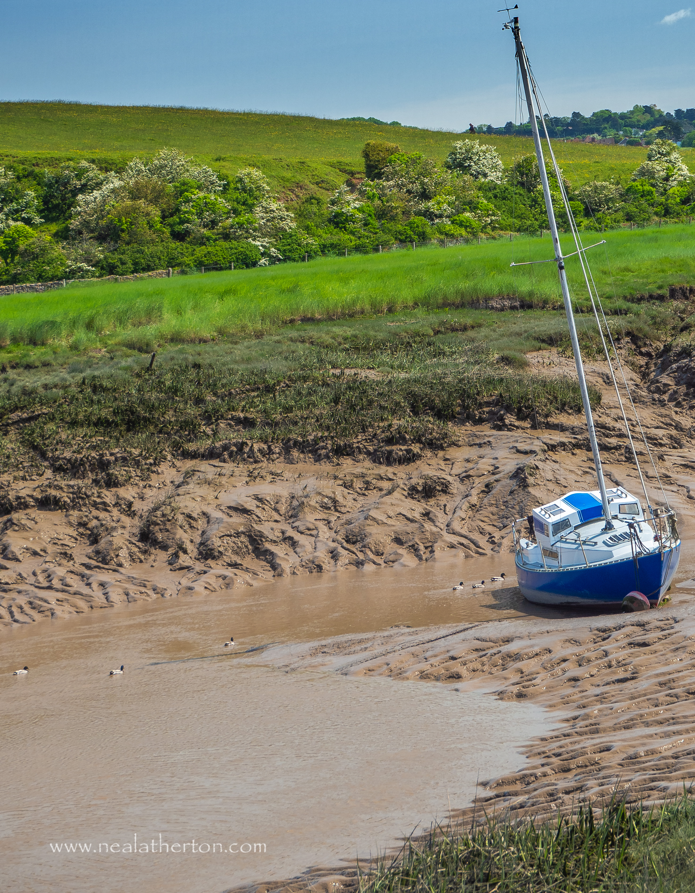 yacht is stuck in mud in river estuary at low tide with ducks swimming and green fields with blue sky