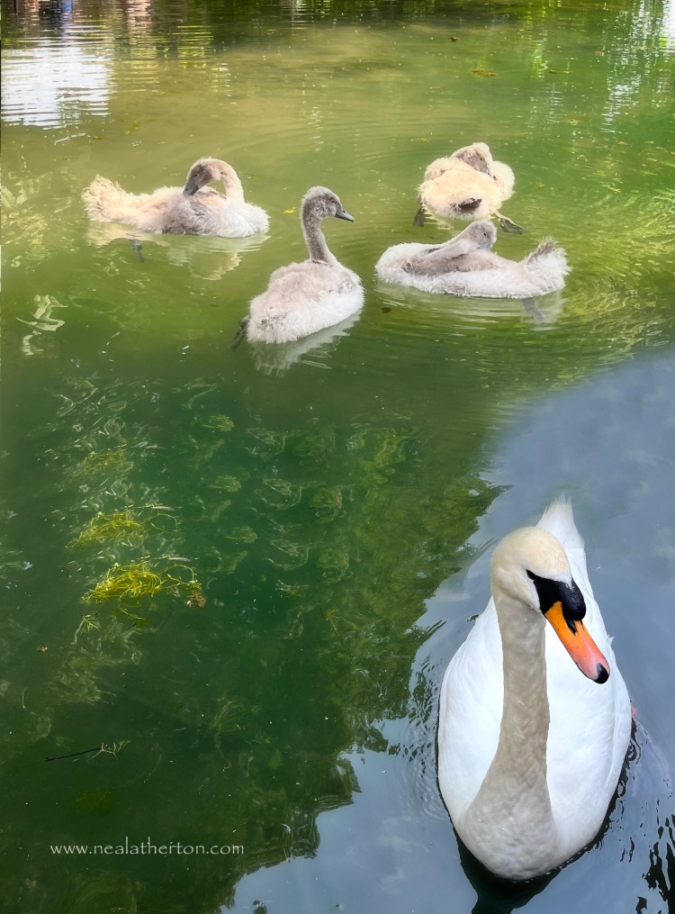 Water moat with swans and cygnets with trees reflecting in water