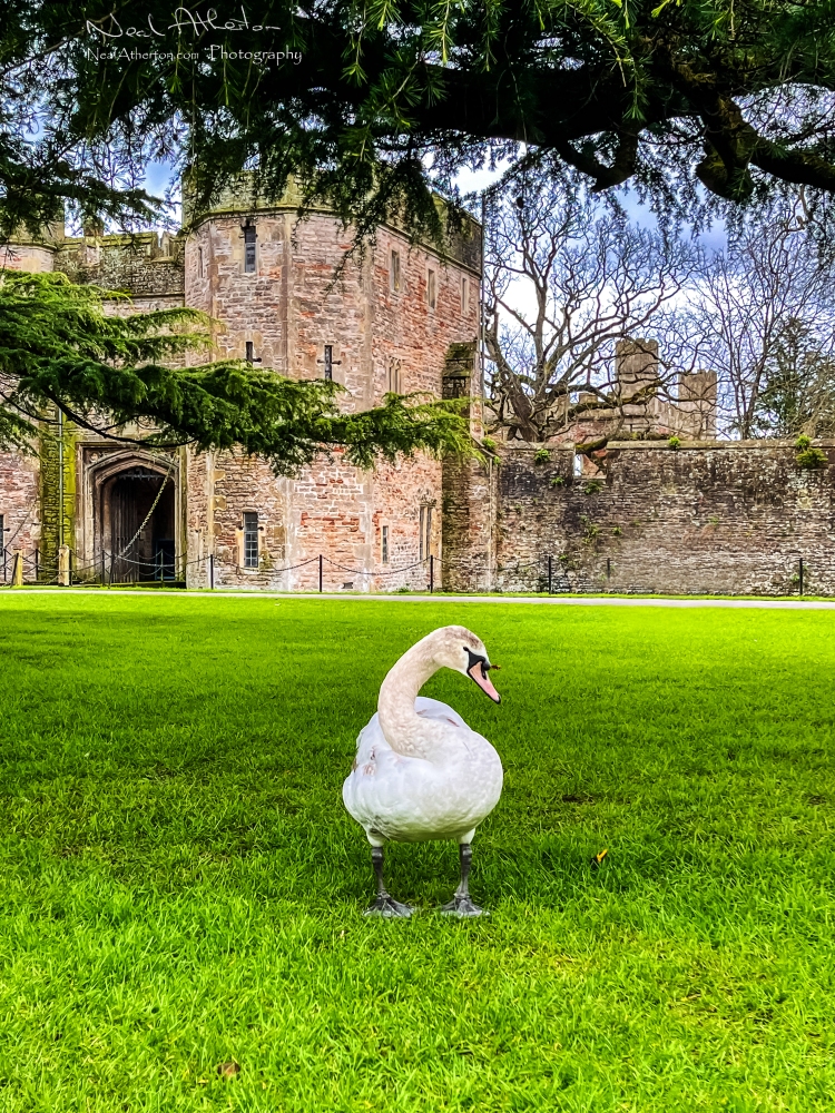 Upright swan on lawn under a tree with castle tower behind