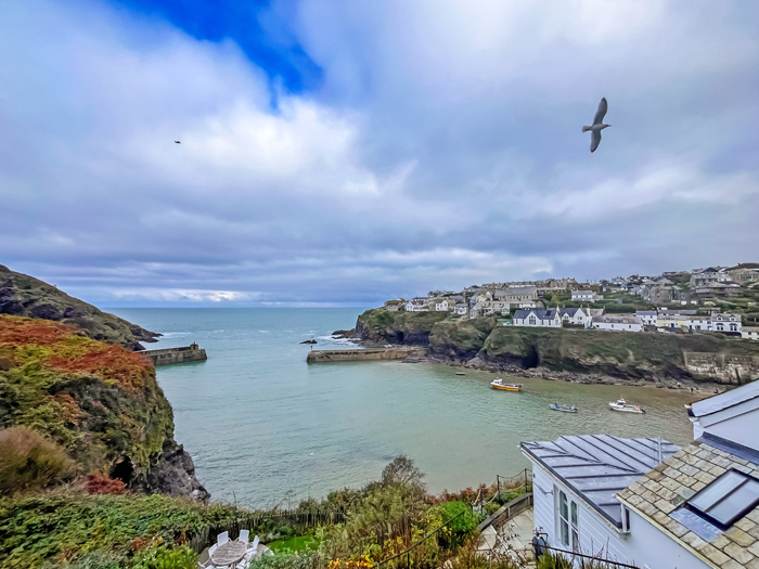 Seagull flies over a harbour with houses gathered on the cliffs