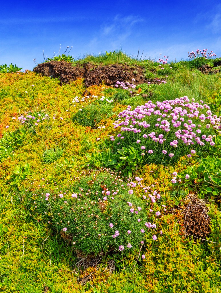 Coastal path spring flowers above Porthleven